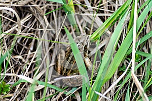 Frog In Green Grass During Monsoon Morning