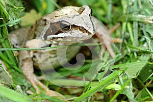 Frog in green grass