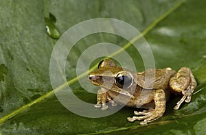 Frog on green leaf.