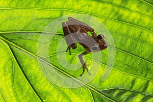 Frog on green leaf