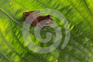 Frog on green leaf