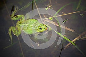 Frog, green toad in the water.