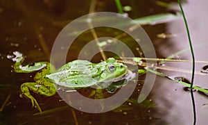 Frog, green toad in the water.
