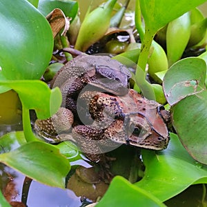 Frog in green water