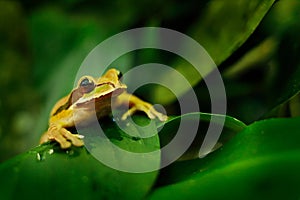 Frog in the gren nature. Masked Smilisca, Smilisca phaeota, exotic tropical green frog from Costa Rica, close-up portrait.