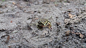 A frog at the ground