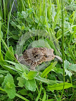 A frog on the ground, close-up. A frog in the grass.