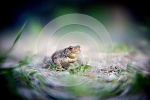 Frog on the ground, between the leaves. Common toad in the natural environment. Bufo bufo.