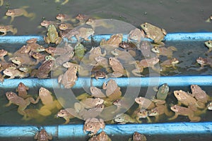Frog group of in the farm
