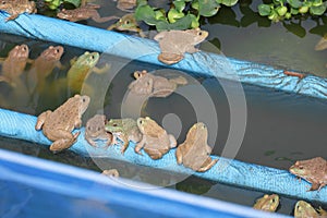 Frog group of in the farm