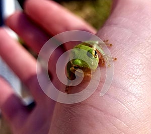 Frog on Hand