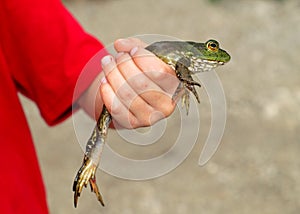 Frog in hand