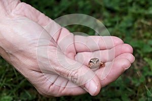 Frog in hand