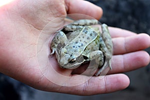 The frog and the hand