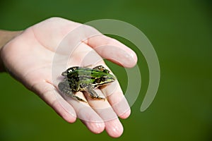 Frog on hand in pond