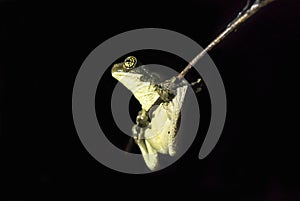 Frog hanging of a tiny branch in the night