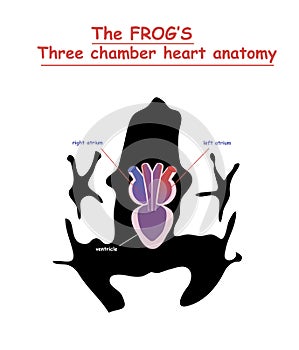 Frog heart anatomy on black dog silhouette with shadow isolated. Part of the mammal heart. Anatomy of pet heart illustration. Educ