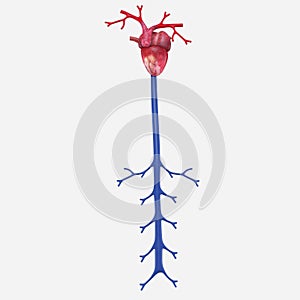 Frog heart with circulatory system