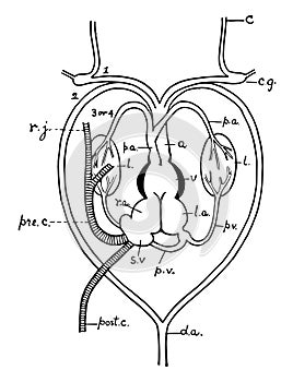 Frog Heart, vintage illustration