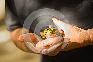 Frog held in the hands of an elderly lady