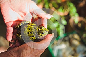 Frog held in the hands of an elderly lady garden livestock