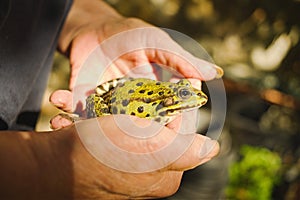 Frog held in the hands of an elderly lady garden livestock