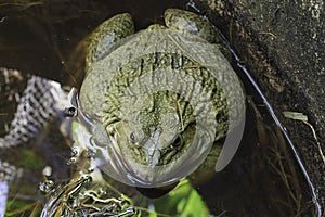 Frog after hibernation on meadow.