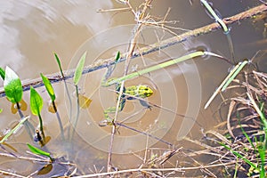 Frog is hidden in a water near the pond shore.