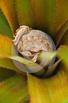 Žaba úkryt vnútri rastlina v 