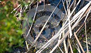 Frog hiding in swamp water