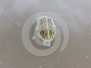 Frog in his habbitat