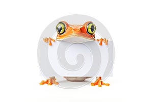 Frog holding a blank white banner or card