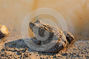 Frog(Hoplobatrachus rugulosus)