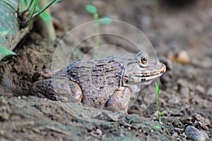 Frog(Hoplobatrachus rugulosus)