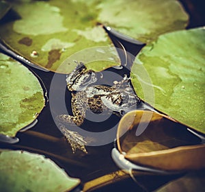 Frog hopping leaves in the pond