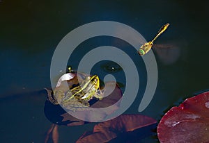 Frog hunting for dragonfly. Wildlife nature photography