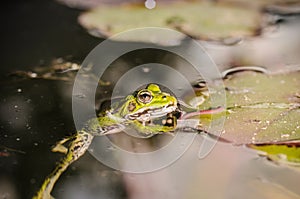 Frog hunts a worm. In the swamp on a leaf of a lily the frog hunts a worm