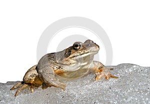 Frog on Ice 4