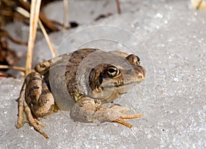 Frog on Ice 7