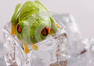 Frog on ice