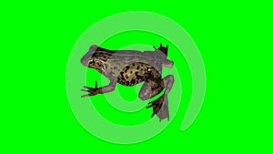 Frog idle 4 - green screen