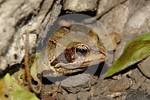 Frog II