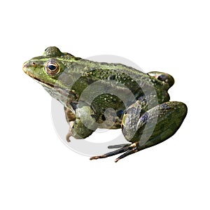 Frog isolated