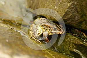 Frog isolated