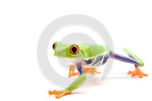 Frog isolated on white