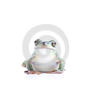 Frog isolated on white