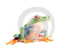 Frog isolated on white