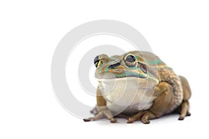 Frog isolated on white