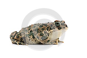 Frog isolated on white