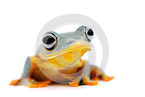 Frog isolated on white